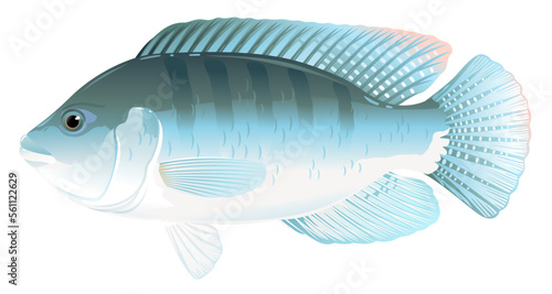 One tilapia fish in side view with big fins, high quality illustration of tropical fish, realistic freshwater fish illustration on white background