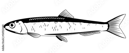 One anchovy fish on side view in black and white color, isolated