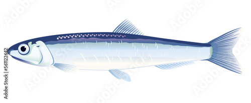 One anchovy fish from one side, high quality illustration of sea fish, realistic sea fish illustration on white background photo