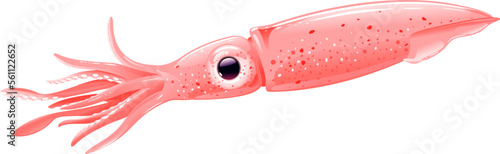 One European flying squid in side view with tentacles, high quality illustration of seafood, realistic illustration on white background