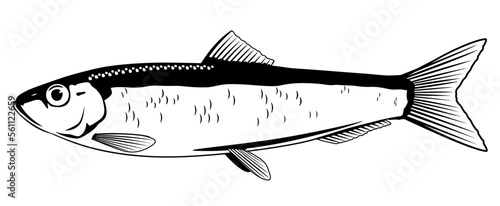 One European sprat fish on side view in black and white color isolated, small commercial fish