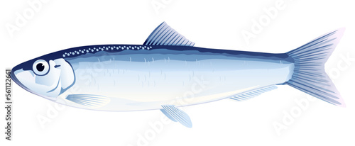 One European sprat fish on side view, high quality illustration of sea fish, realistic sea fish illustration on white background