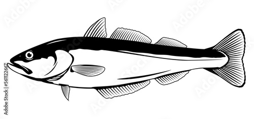 One pollock fish in side view in black and white color, isolated