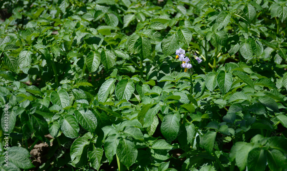 Young flowering potato bushes on green field, farm, organic farming concept. vegetable flowers with delicate purple petals. maturing potato crop Young flowering potato bushes on green field, farm, organic farming concept. vegetable flowers with delicate purple petals. maturing potato crop