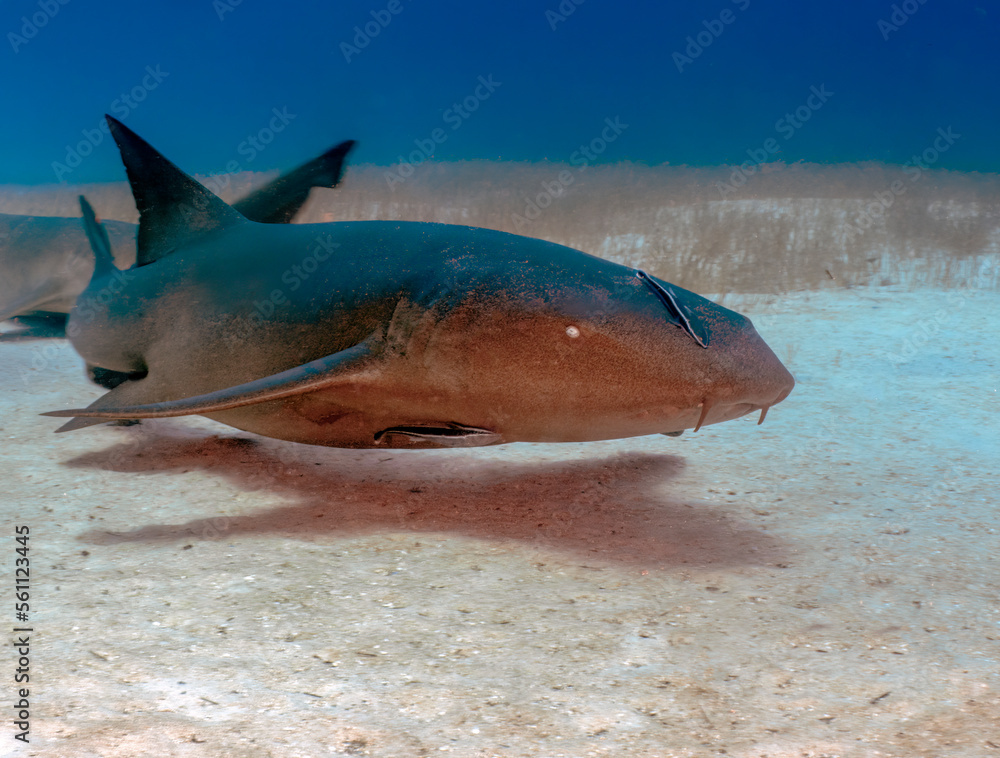 Fototapeta premium A Nurse Shark (Ginglymostoma cirratum) in Bimini, Bahamas