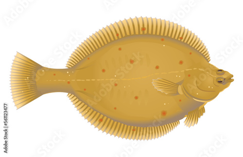 One european plaice fish on top view, high quality illustration of sea fish, realistic sea fish illustration on white background