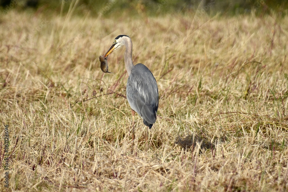Heron With Gopher Heron With Gopher