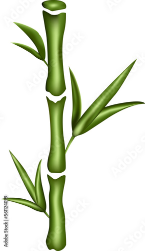 Illustrated bamboo isolated on white background.