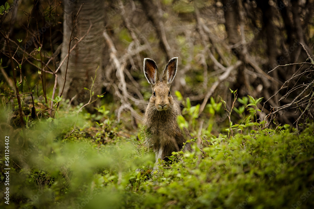 Cute brown bunny in a lush forest Cute brown bunny in a lush forest