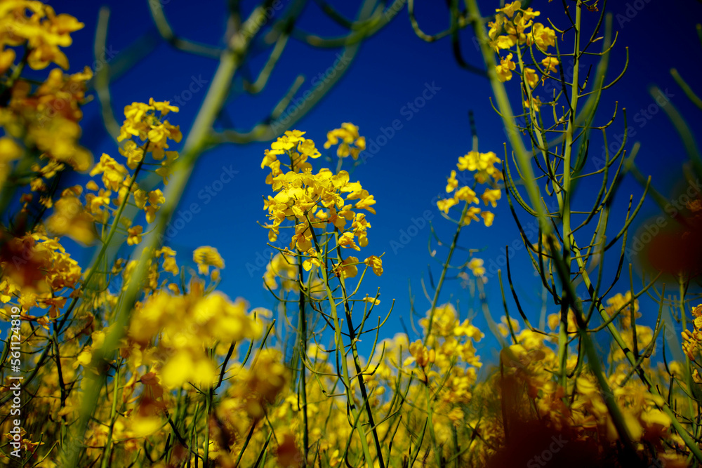 Close up blooming rapeseedin agricultural field. Rapeseed is grown for the production of animal feeds, vegetable oils and biodiesel Close up blooming rapeseedin agricultural field. Rapeseed is grown for the production of animal feeds, vegetable oils and biodiesel
