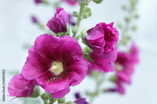 Burgundy purple Hollyhock flowers, Mallow. Alcea rosea is plant in the family Malvaceous. Blooming Hollyhock Malva flowers in the garden. Close up violet Althaea rosea flower on blurred background