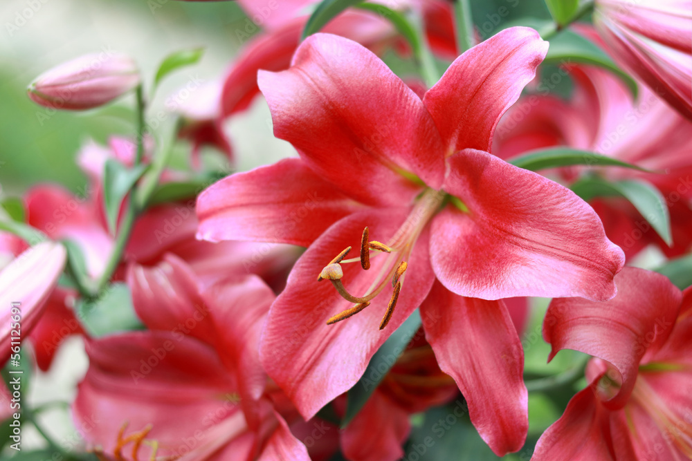 Oriental Hybrid Lily close up. Red Stargazer Lily flower. Full blooming red Asiatic lily flower. Lilium hybridum flowers summer background. Bouquet of large Lilies.Lilium belonging to the Liliaceae