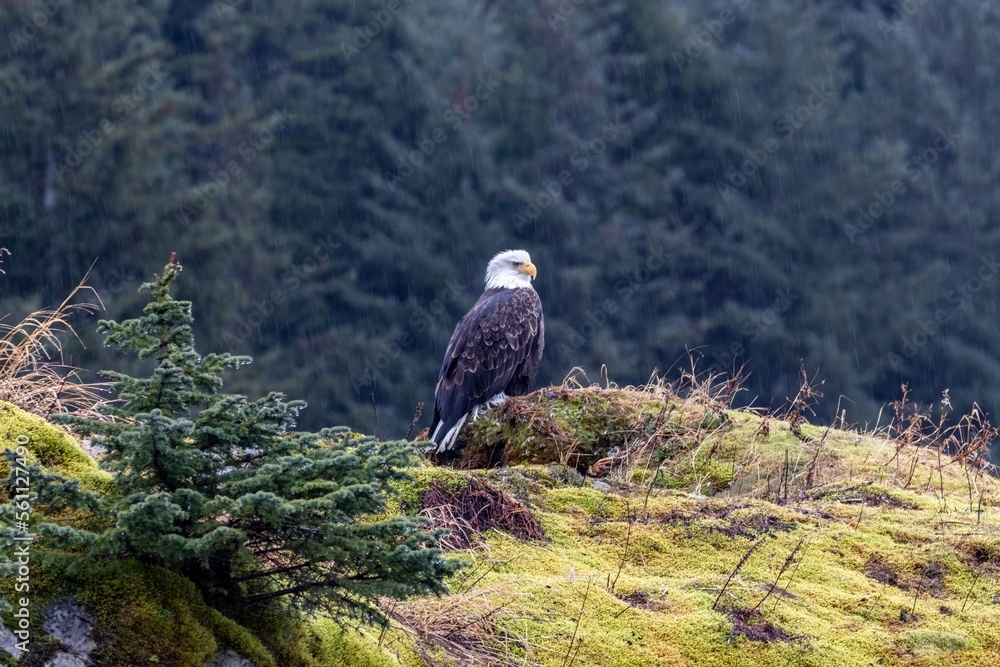 Fototapeta premium American wild bald eagle perched on cliff in Resurrection Bay in Seward, Alaska