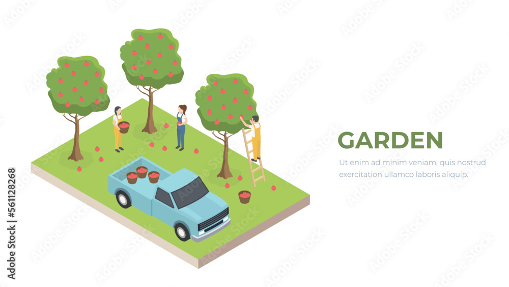 Isometric orchard with farmers. Workers picking apples from fruit trees. Pickup truck for the harvest. Vector illustration concept.