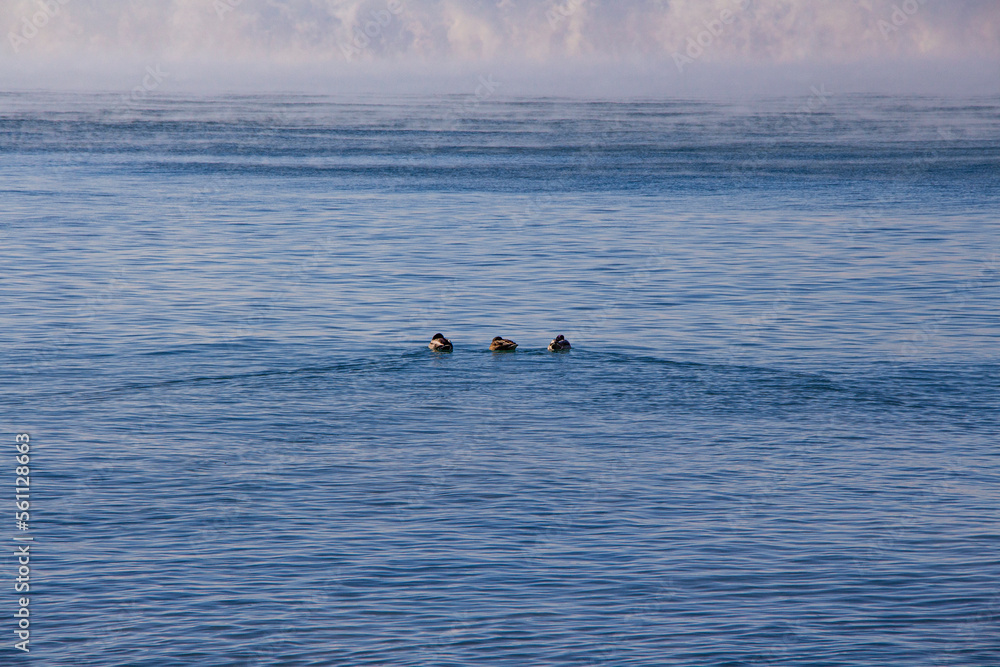 sea, water, ocean, whale, dolphin, blue, mammal, nature, tail, humpback, dolphins, wave, animal, swimming, wildlife, fish, splash, surf, marine, wild, summer, fin, coast, swim, beach sea, water, ocean, whale, dolphin, blue, mammal, nature, tail, humpback, dolphins, wave, animal, swimming, wildlife, fish, splash, surf, marine, wild, summer, fin, coast, swim, beach