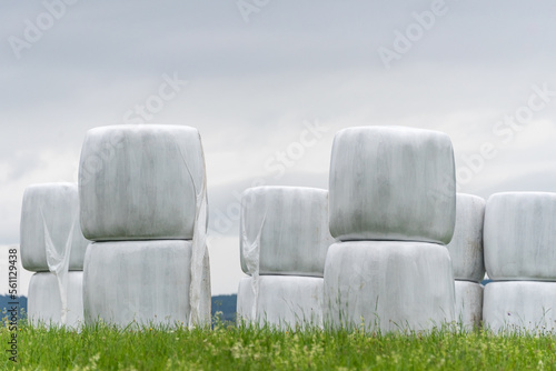 Haylage bales wrapped in white foil will provide food for farm animals during the winter. A green meadow and trees after summer hay