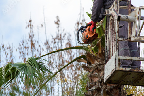 Worker pruning a palm tree with a tree saw