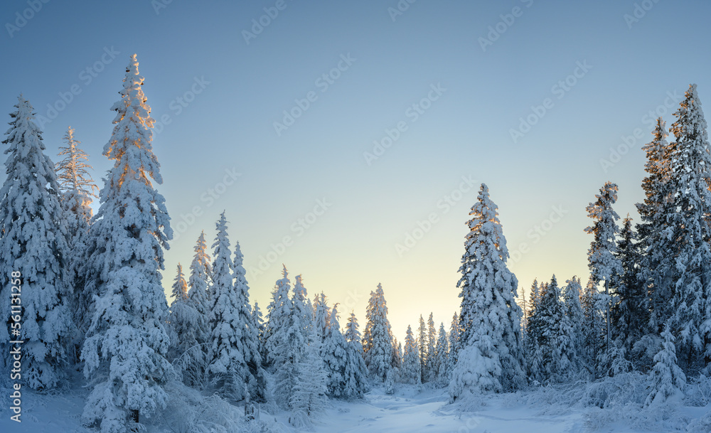 An evergreen forest covered with heavy snow with a snowy foreground and a light colored clear blue sky. The trees are backlit but the setting sun.
