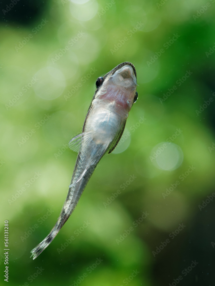 Otocinclus catfish dwarf suckermouth attached to aquarium glass