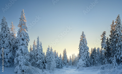 An evergreen forest covered with heavy snow with a snowy foreground and a light colored clear blue sky. The trees are backlit but the setting sun.  © Craig Taylor Photo