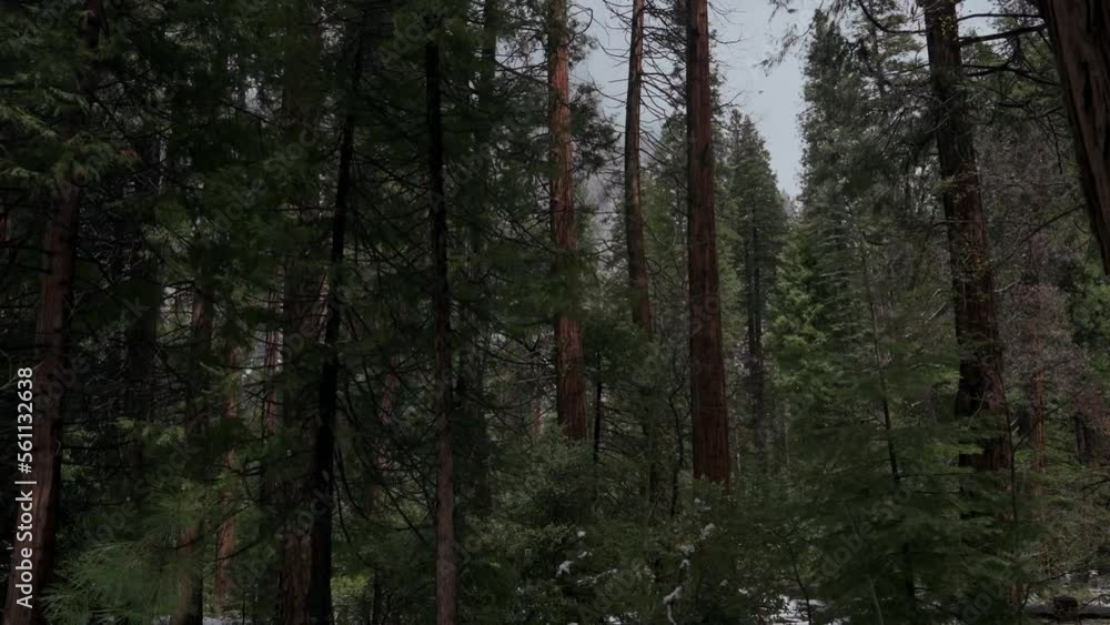 trees in the forest of Yosemite National Park trees in the forest of Yosemite National Park