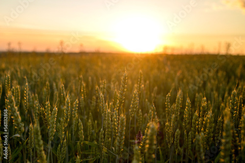 Green ears of wheat at sunset. Unripe crop. Agriculture. Cultivation of wheat