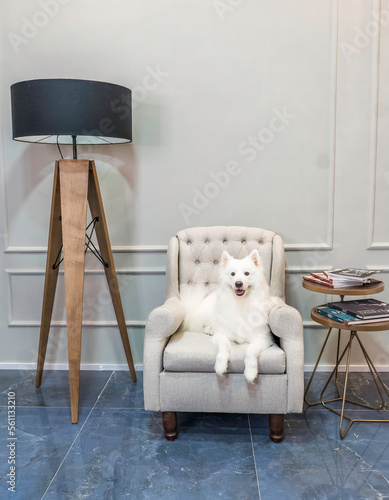 Cachorro Akita no escritório