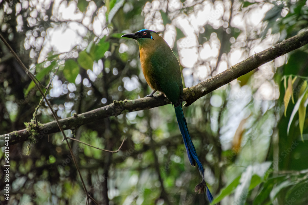 Fototapeta premium Andean motmot in Quindio