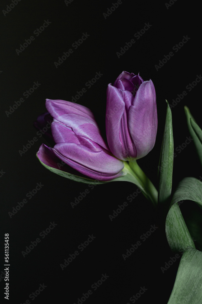 purple tulips on black background