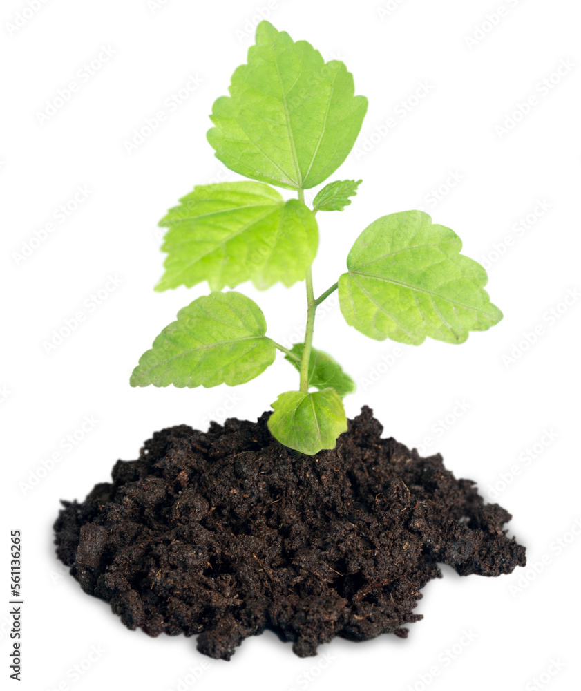 Fresh tree green sprout in soil Fresh tree green sprout in soil