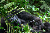 Gorilla Mother and Baby Bwindi Impenetrable Forest National Park Uganda    4168
