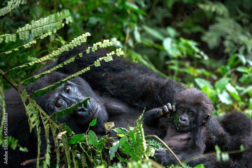 Photographie Gorilla Mother and Baby Bwindi Impenetrable Forest National Park Uganda    4168