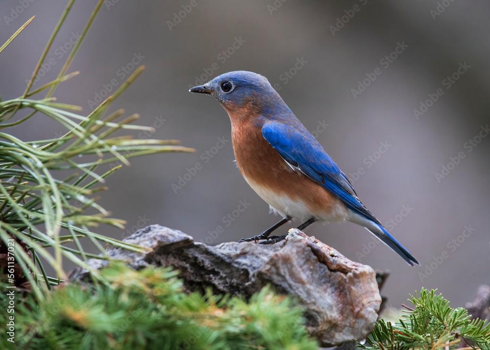 Obraz premium bluebird on perch