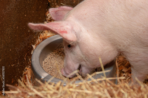 HAPPY PIG IN A FARM