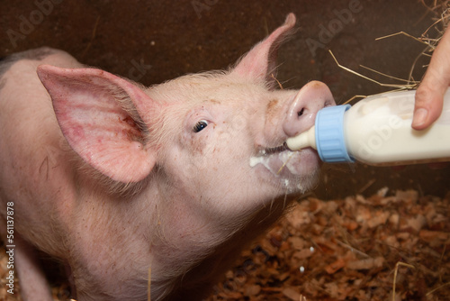 HAPPY PIG IN A FARM