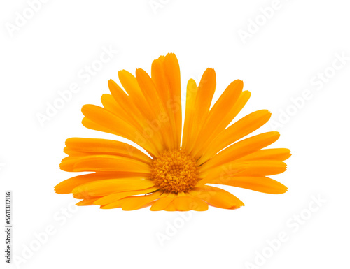 calendula flower on transparent  background. PNG