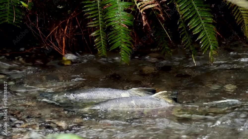 Locked down shot of two male chum salmon competing in a redd Locked down shot of two male chum salmon competing in a redd