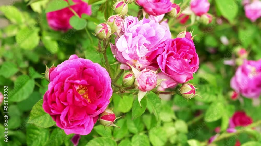 Beautiful roses sway in the garden from the wind. Video 4k Beautiful roses sway in the garden from the wind. Video 4k