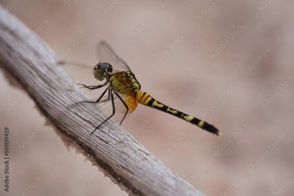 Tropical dragonlet Erythrodiplax Berenice with yellow black design in the Amazon rainforest near Moon Beach (Praia da Lua), Amazonas State, Brazil. Tropical dragonlet Erythrodiplax Berenice with yellow black design in the Amazon rainforest near Moon Beach (Praia da Lua), Amazonas State, Brazil.