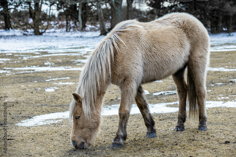 Obraz premium New forest pony in snowy field