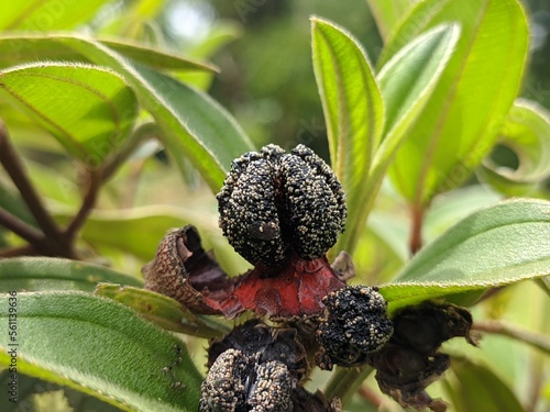 Senggani fruit (Melastoma malabathricum) is black photo