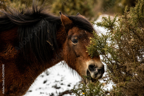 Brown new forest pony grazing on common gorse in the snow