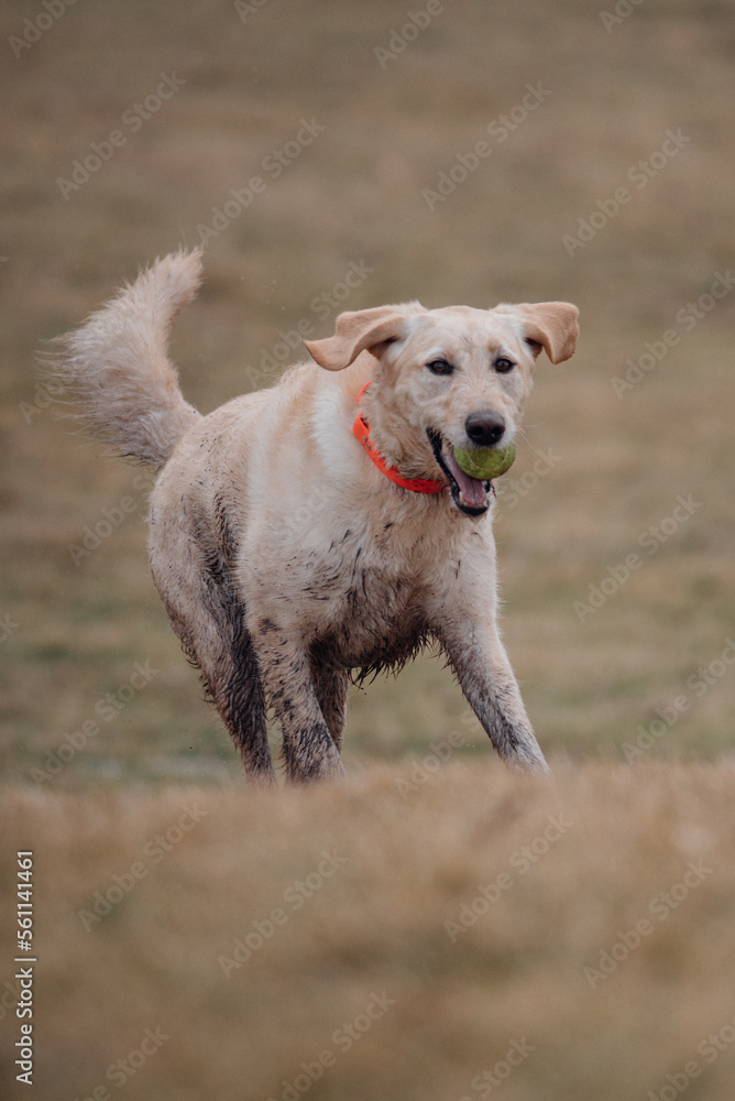 Lab running up hill with ball Lab running up hill with ball