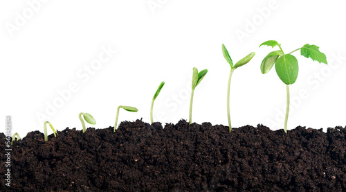 Green plant sprout in the ground soil