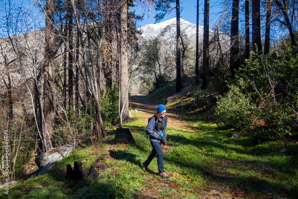 A Woman Ecologist exploring a Pine Forest for a Survey A Woman Ecologist exploring a Pine Forest for a Survey