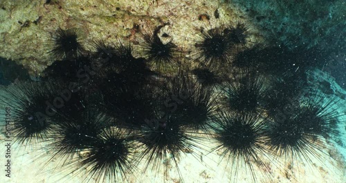 long spine sea urchin group colony underwater mediterranean sea invasive specie photo