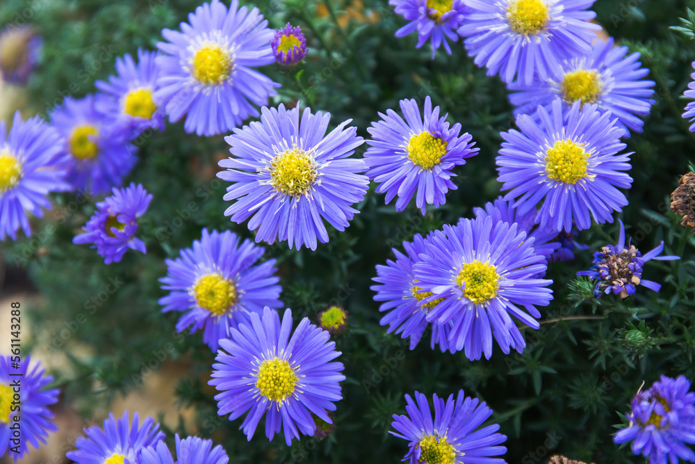 Purple flowers of Aster amellus, the European Michaelmas daisy. Purple flowers of Aster amellus, the European Michaelmas daisy.