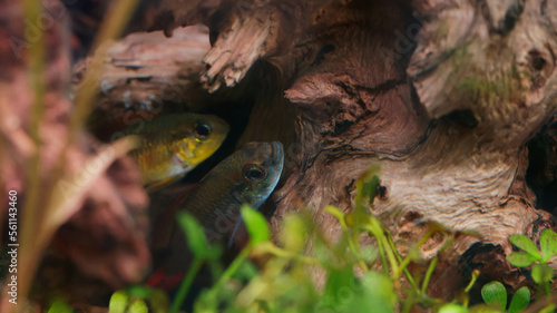 Foto Apistogramma agasizzii male and female pair spawning in driftwood cave