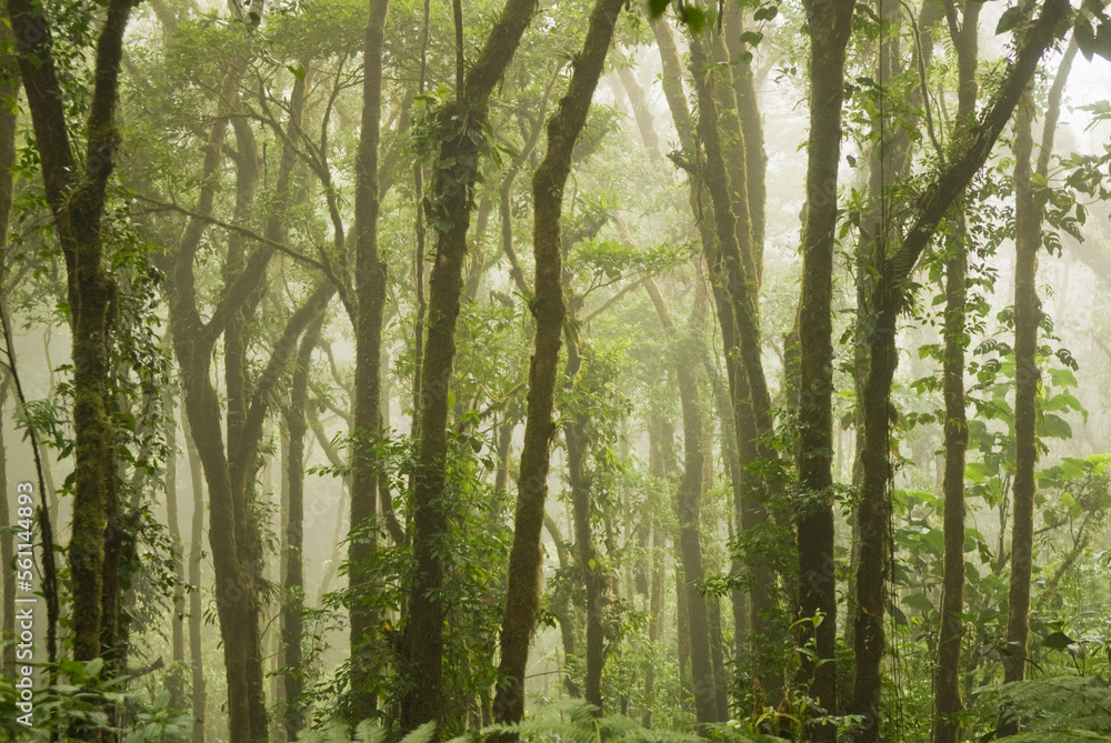 Trees in the Monteverde Cloud Forest, Costa Rica. Trees in the Monteverde Cloud Forest, Costa Rica.