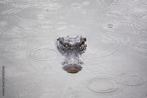 American alligator (Alligator mississippiensis) in Everglades National Park, Florida. photo